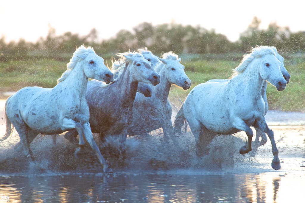 Camargue Horse